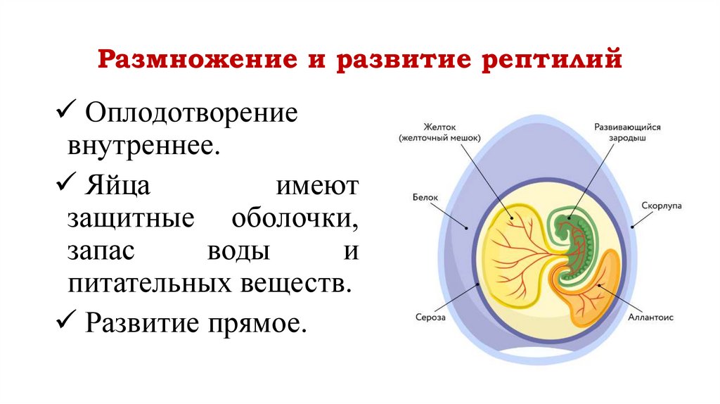 Размножение и развитие рептилий