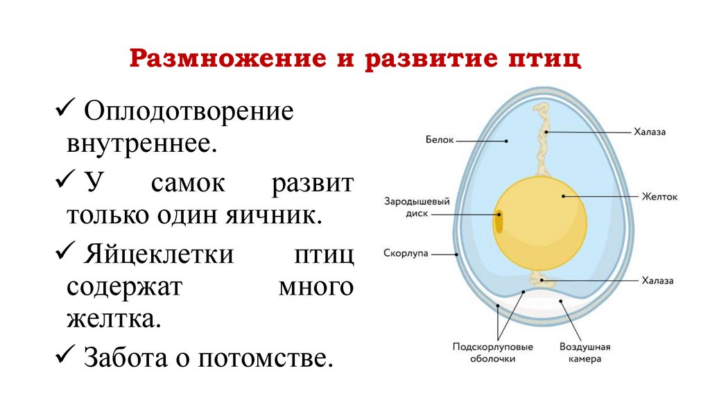 Размножение и развитие птиц