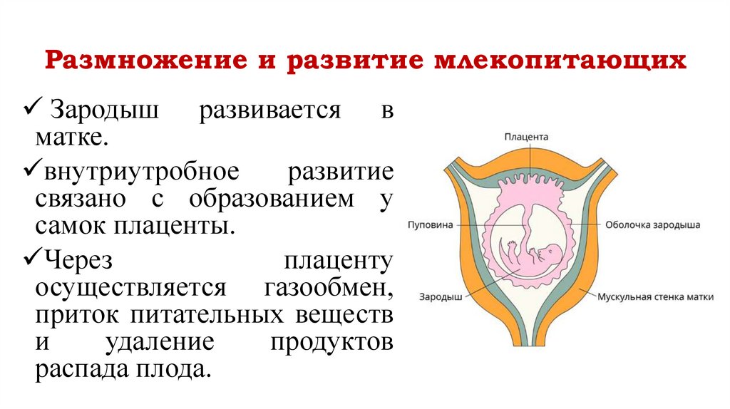Размножение и развитие млекопитающих