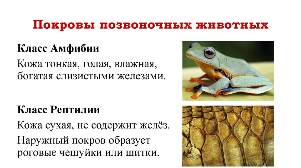 Покровы позвоночных животных