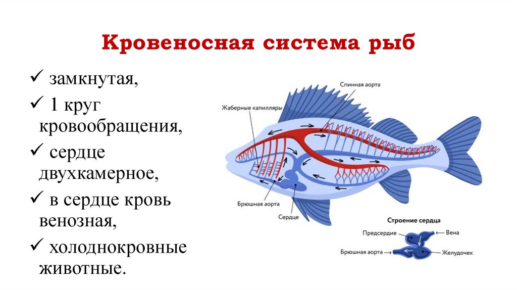 Кровеносная система рыб