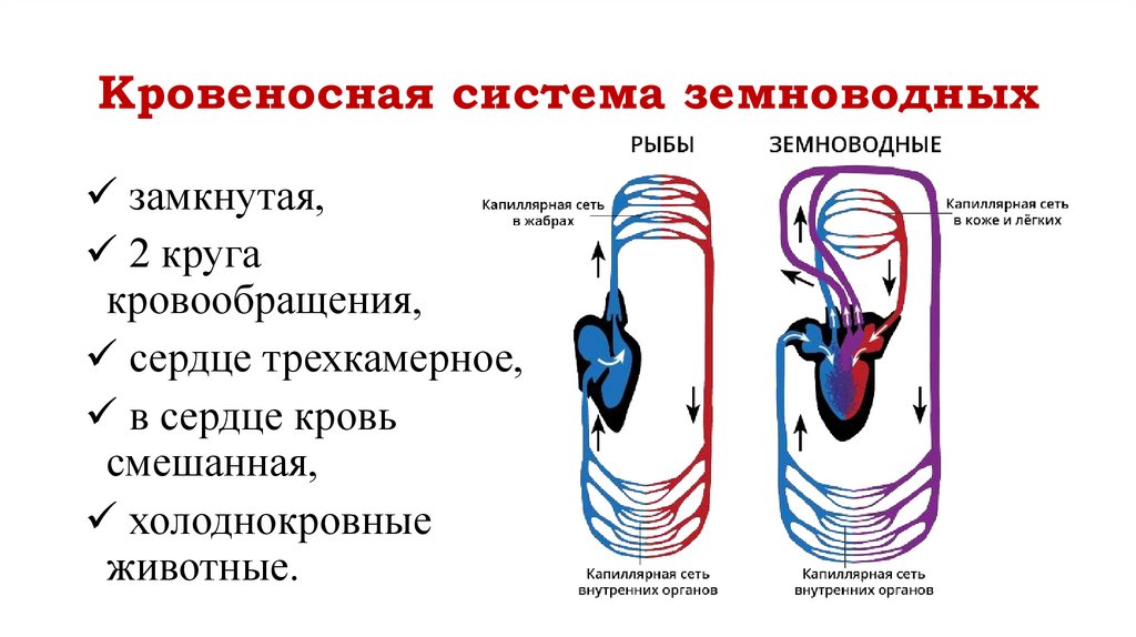 Кровеносная система земноводных