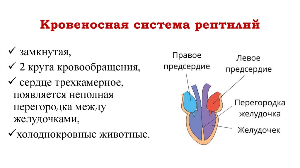 Кровеносная система рептилий