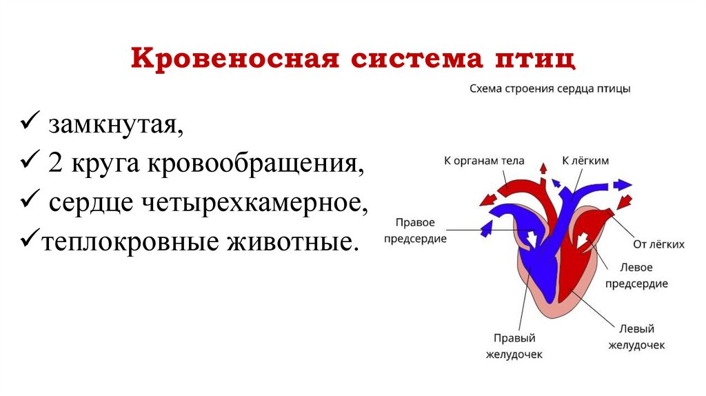 Кровеносная система птиц