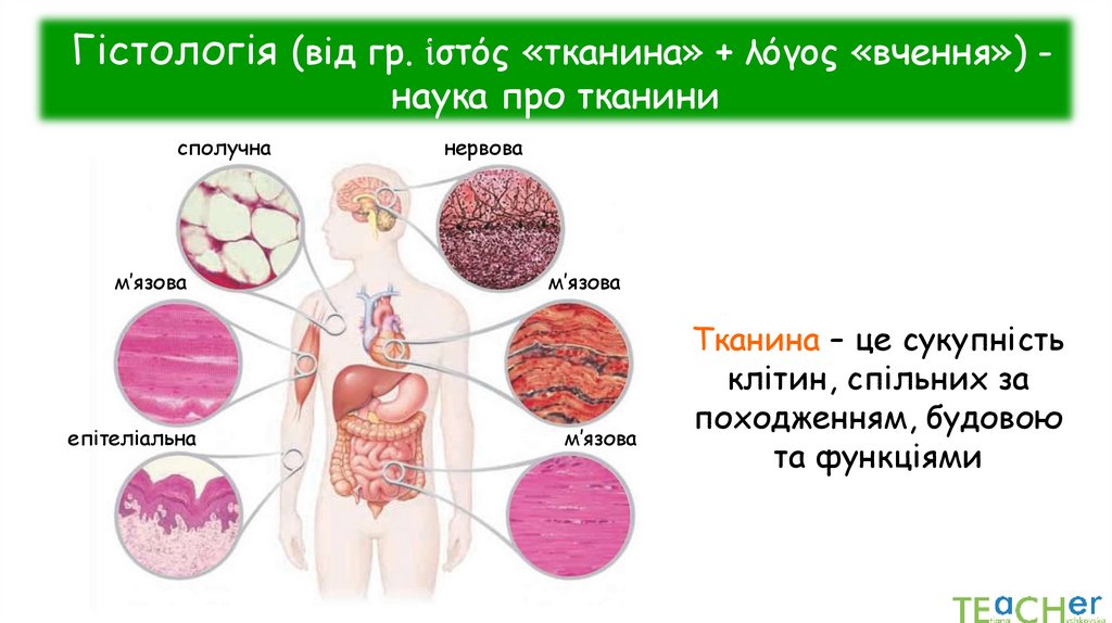 Гістологія (від гр. ἱστός «тканина» + λόγος «вчення») - наука про тканини