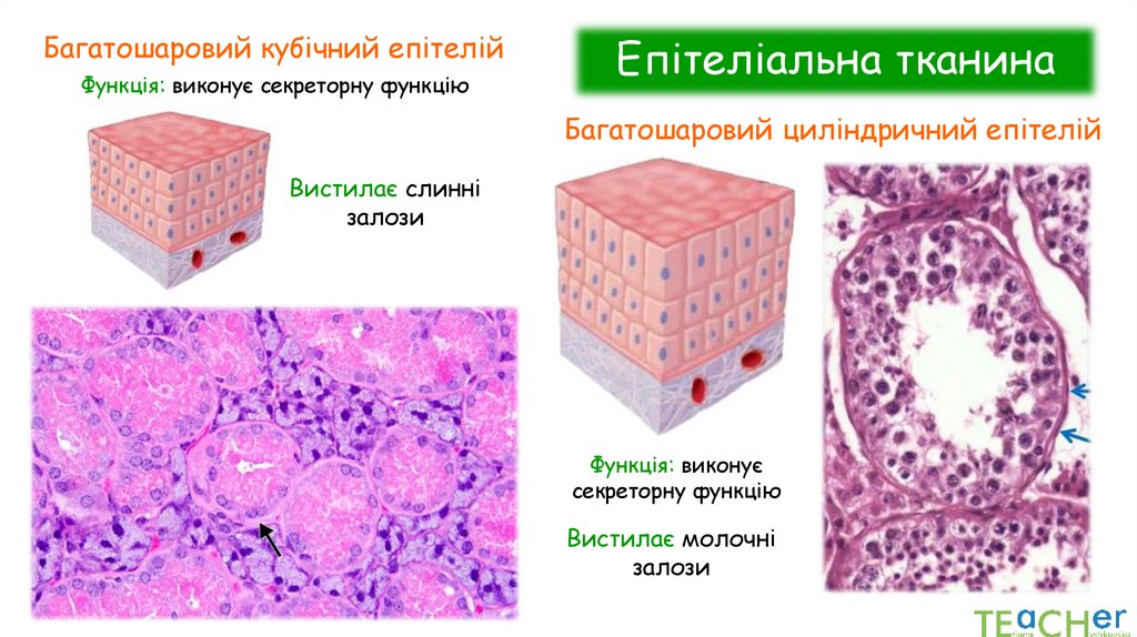 Епітеліальна тканина