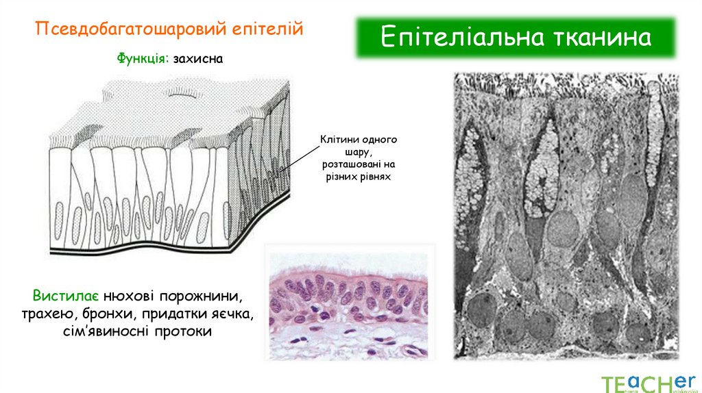 Епітеліальна тканина
