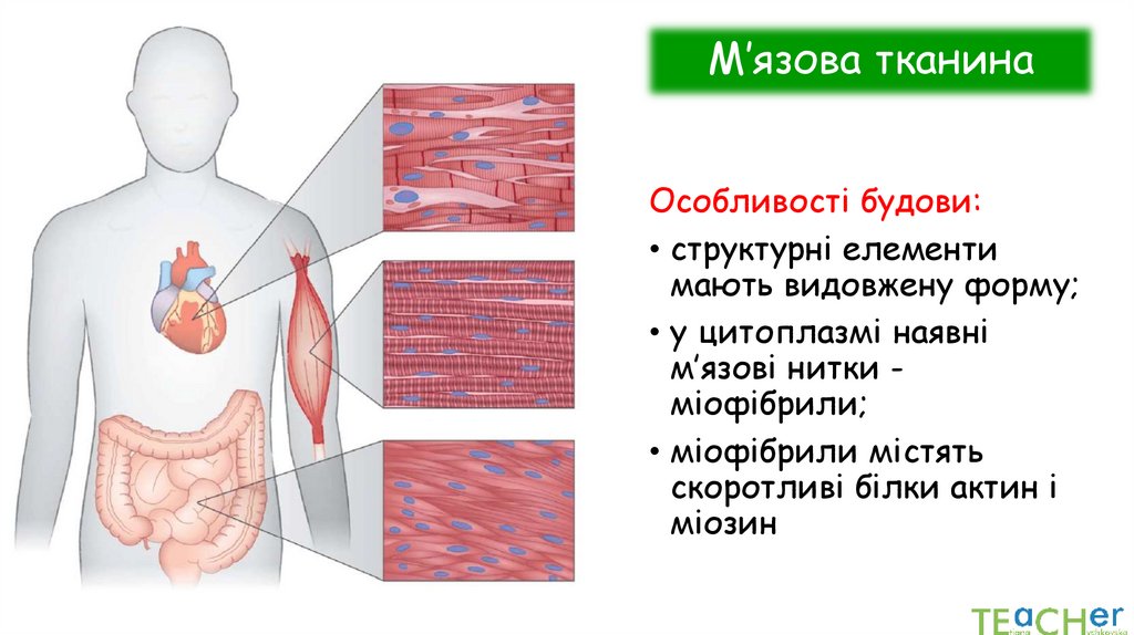 М’язова тканина
