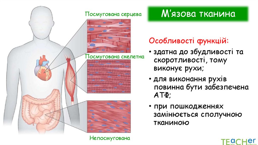 М’язова тканина