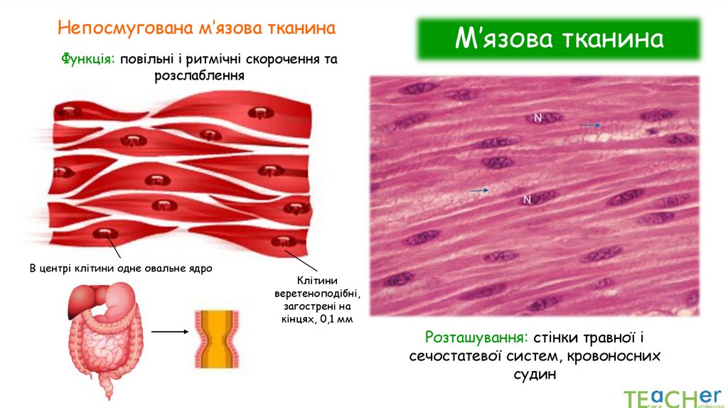 М’язова тканина
