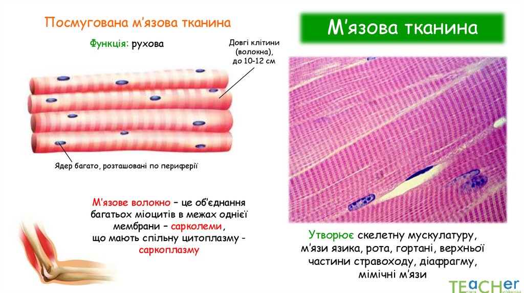 М’язова тканина
