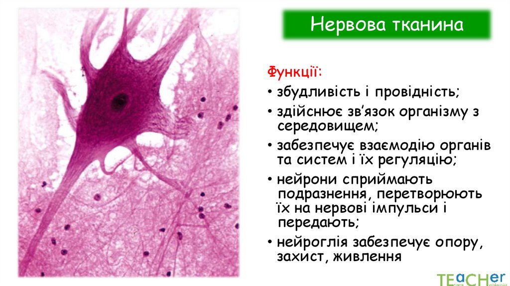 Нервова тканина