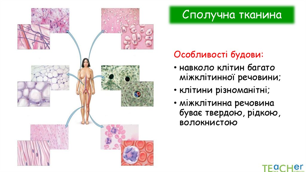 Сполучна тканина