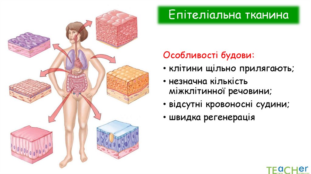 Епітеліальна тканина