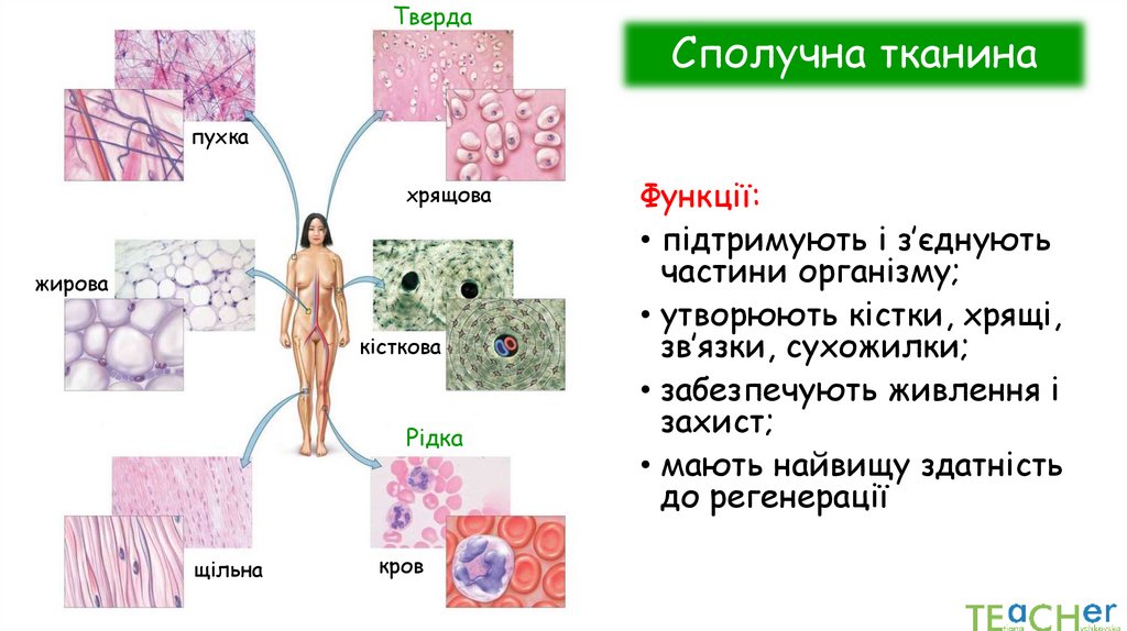 Сполучна тканина