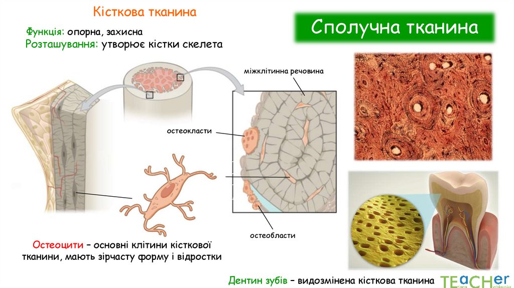 Сполучна тканина