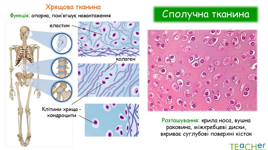 Сполучна тканина