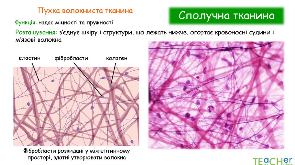 Сполучна тканина
