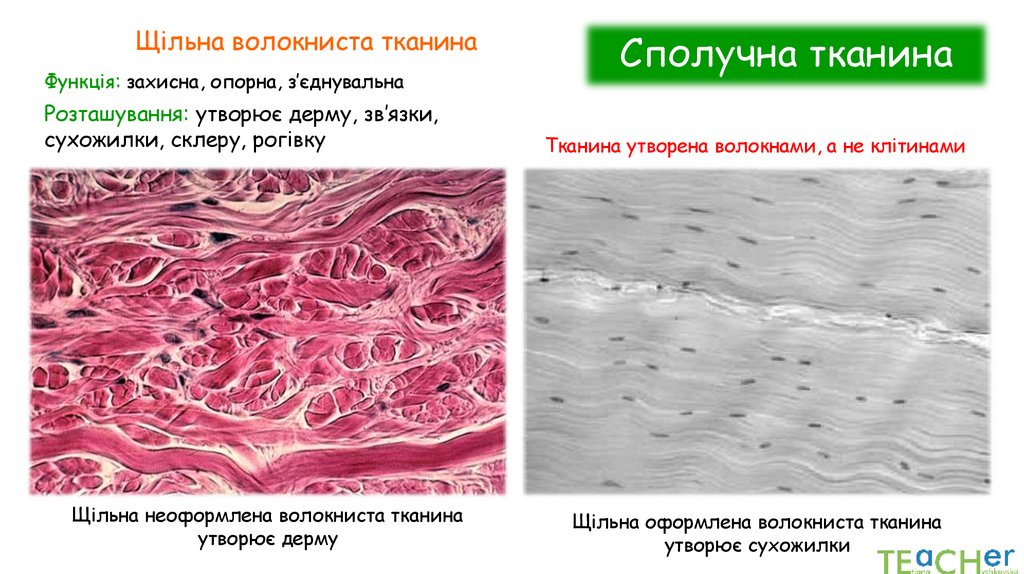 Сполучна тканина