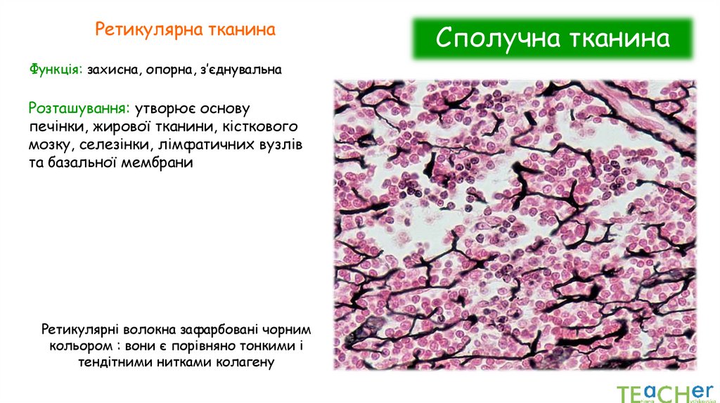 Сполучна тканина