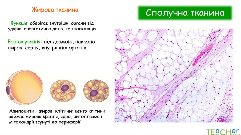 Сполучна тканина