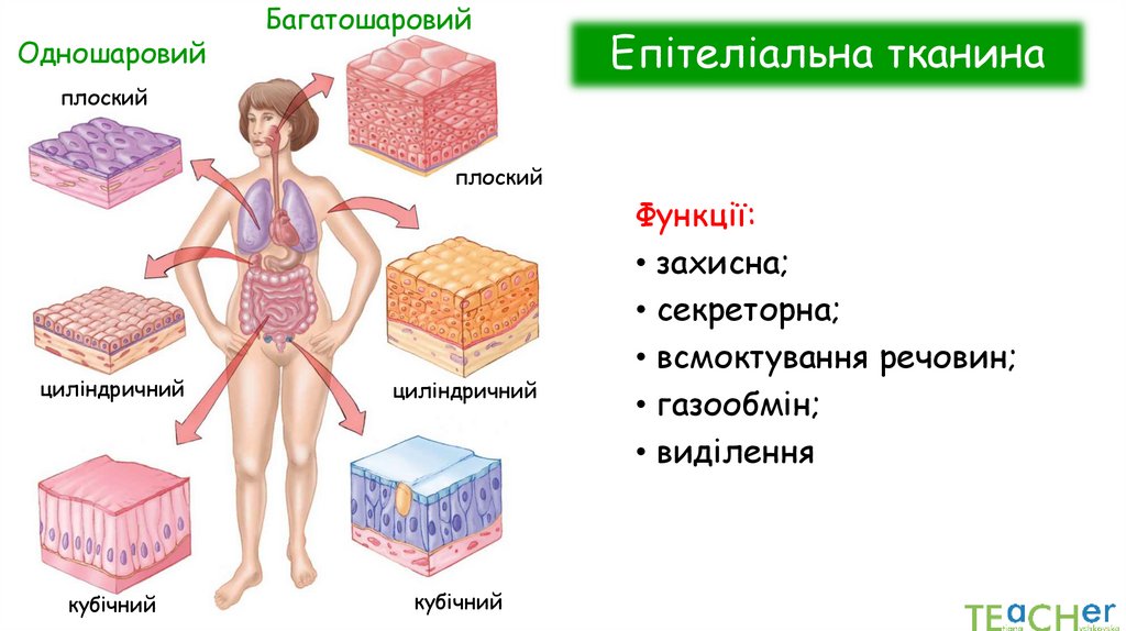Епітеліальна тканина