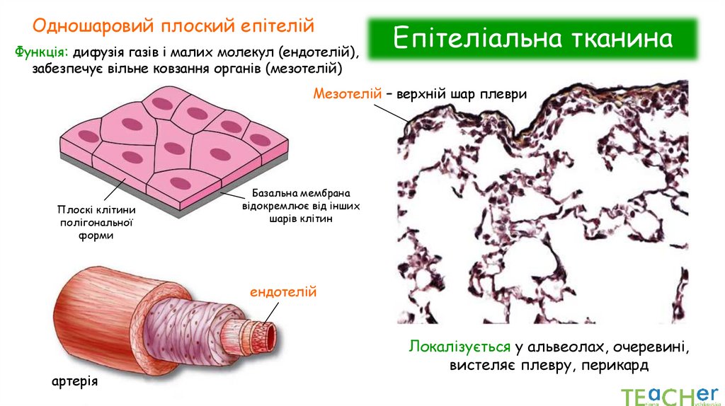 Епітеліальна тканина