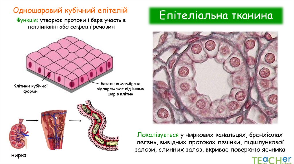 Епітеліальна тканина