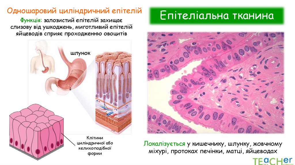 Епітеліальна тканина