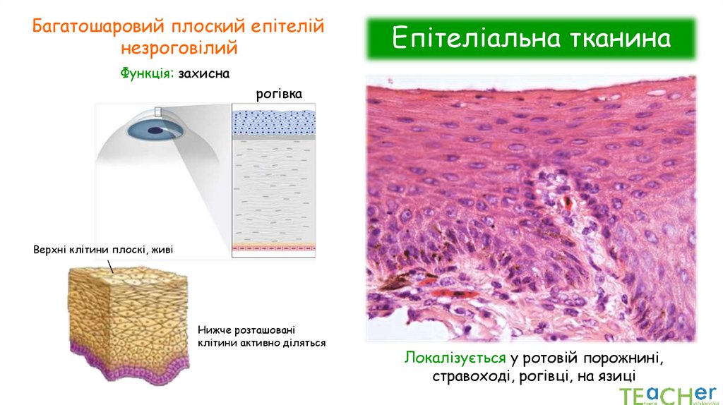 Епітеліальна тканина