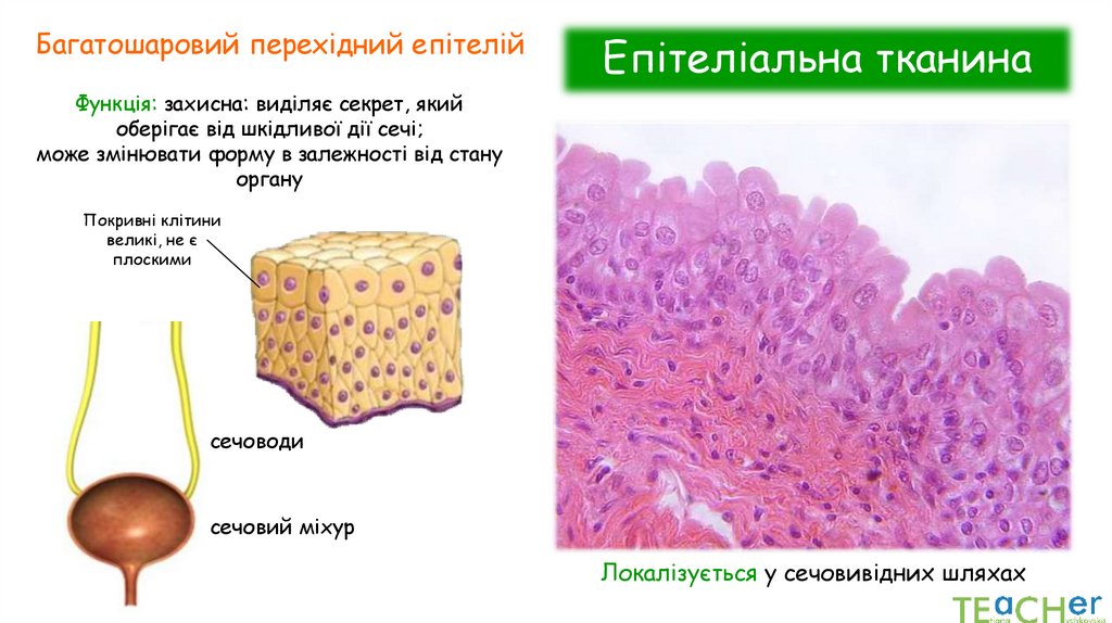 Епітеліальна тканина