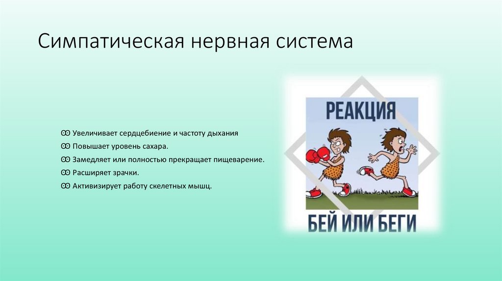 Симпатическая нервная система