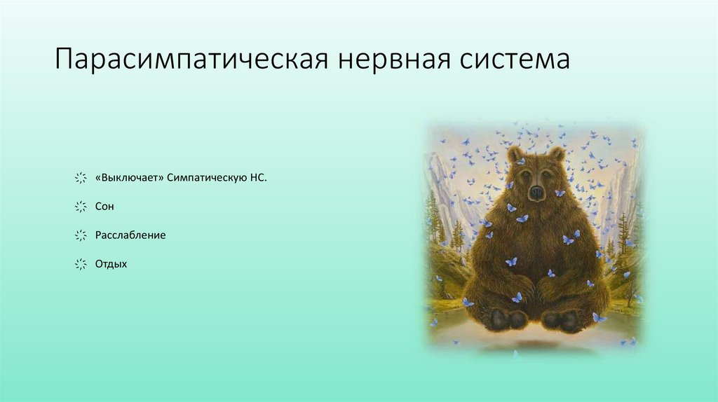 Парасимпатическая нервная система