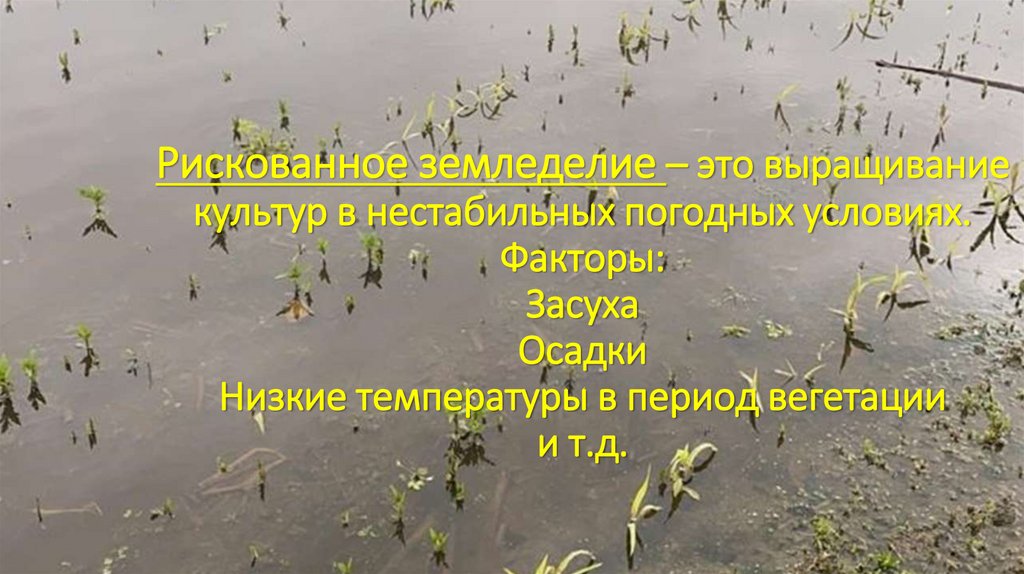 Рискованное земледелие – это выращивание культур в нестабильных погодных условиях. Факторы: Засуха Осадки Низкие температуры в