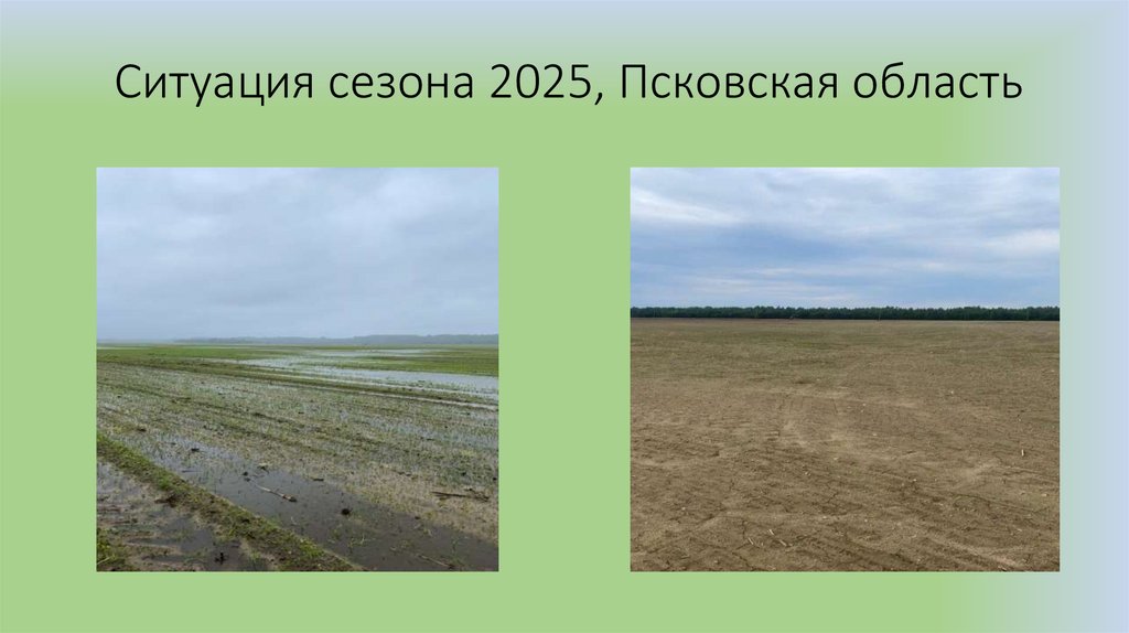 Ситуация сезона 2025, Псковская область