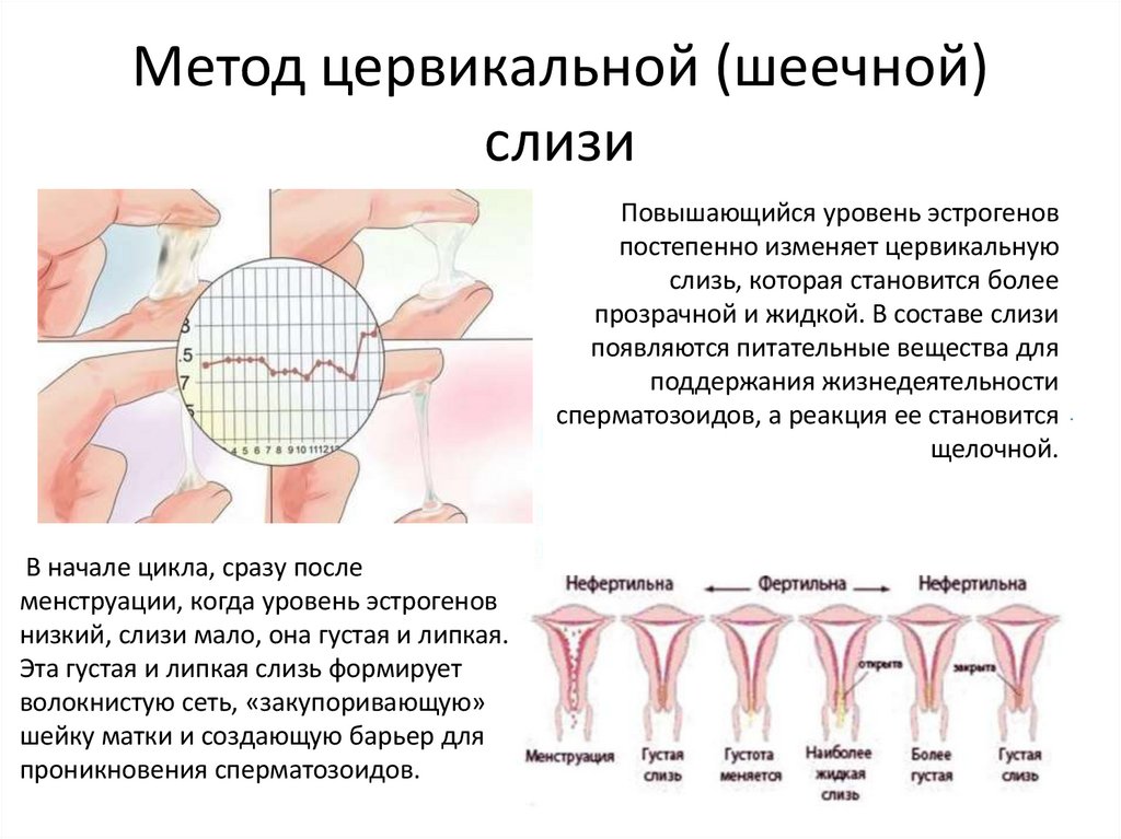 Метод цервикальной (шеечной) слизи