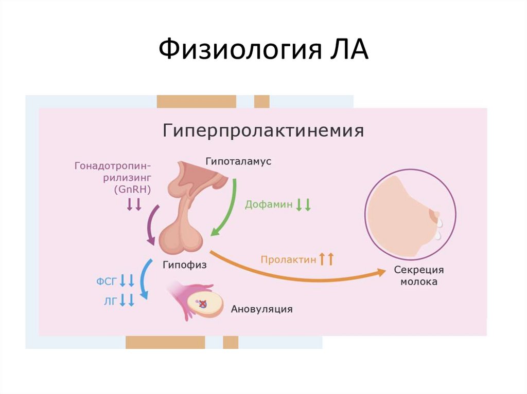 Физиология ЛА