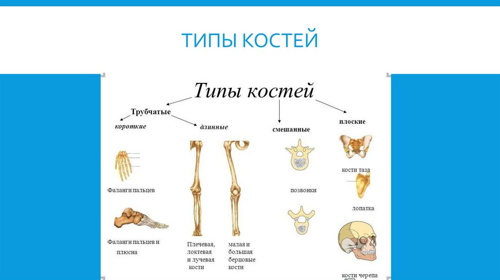 Типы костей