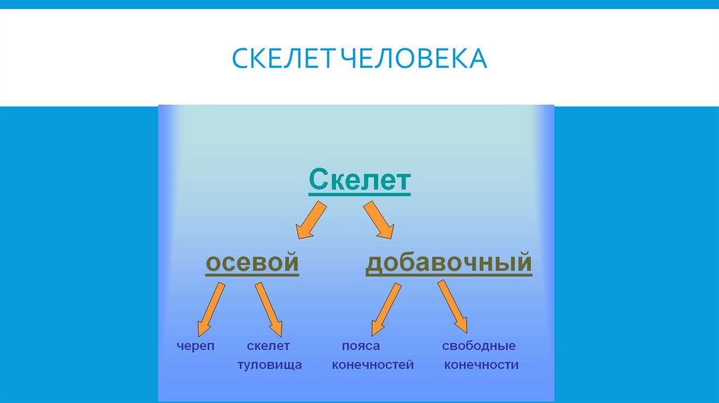 Скелет человека