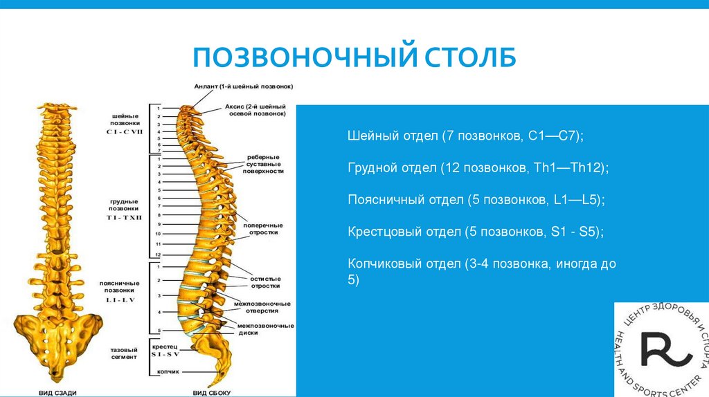 Позвоночный столб