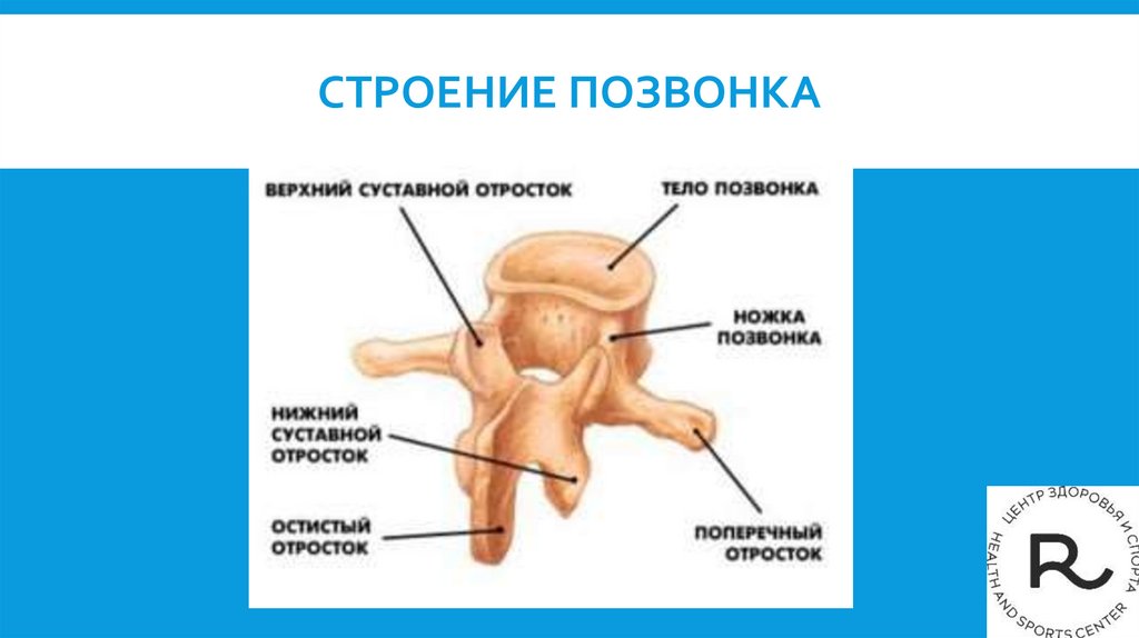 Строение позвонка