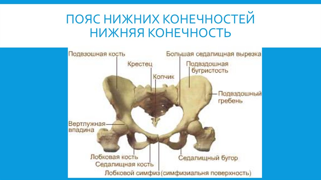 Пояс нижних конечностей нижняя конечность