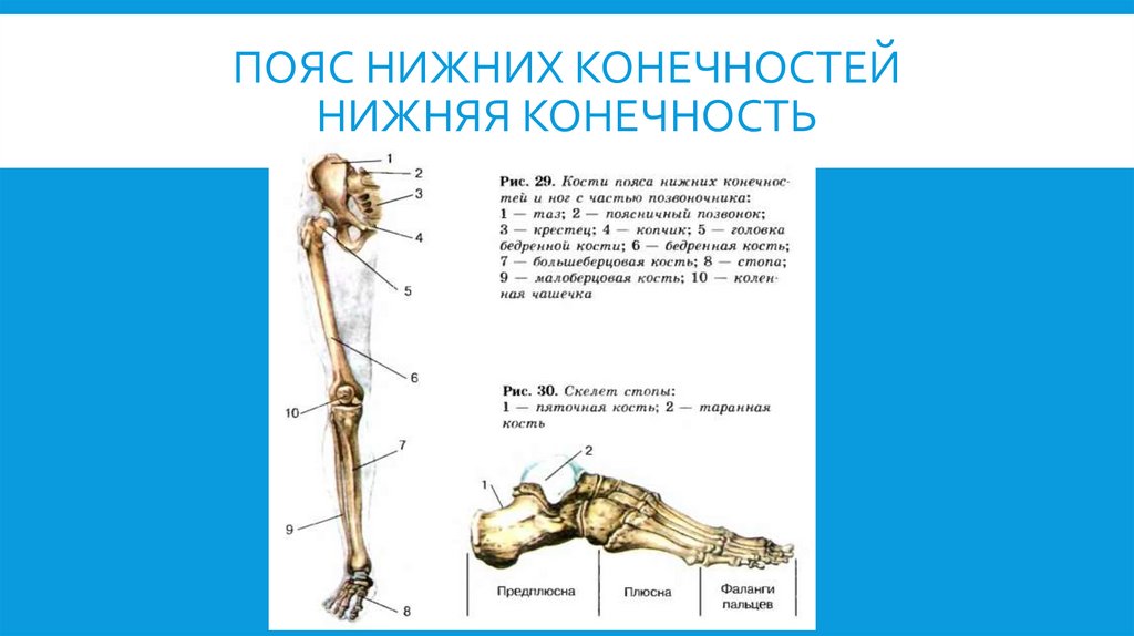 Пояс нижних конечностей нижняя конечность