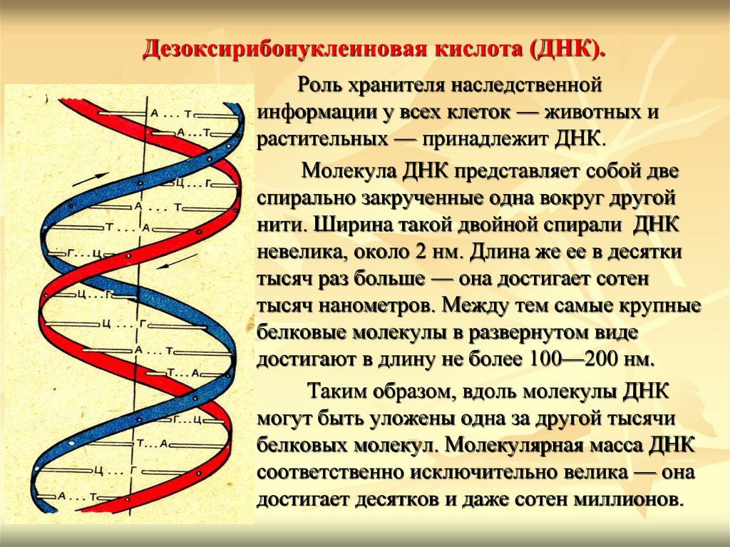 Дезоксирибонуклеиновая кислота (ДНК).