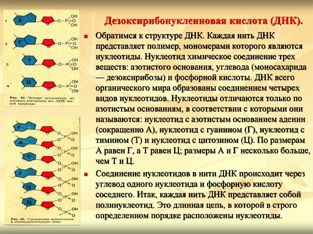 Дезоксирибонуклеиновая кислота (ДНК).