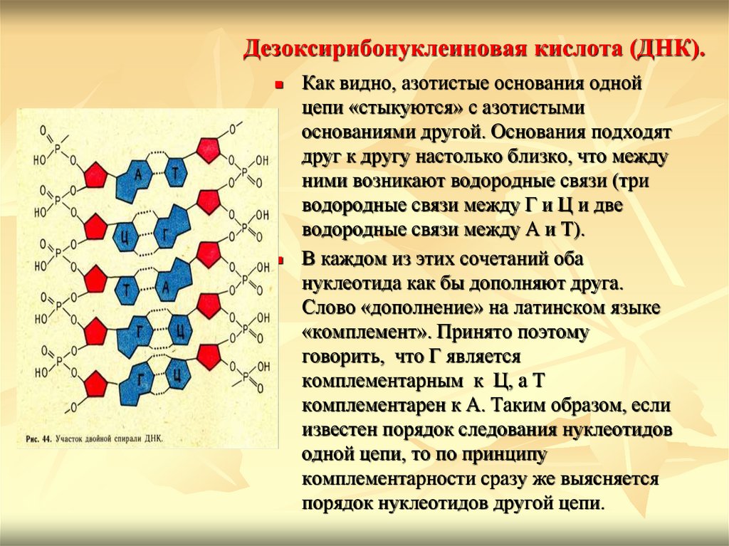 Дезоксирибонуклеиновая кислота (ДНК).