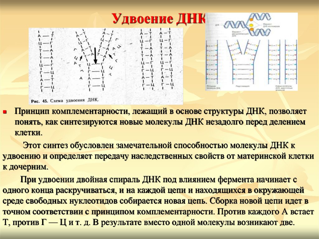 Удвоение ДНК