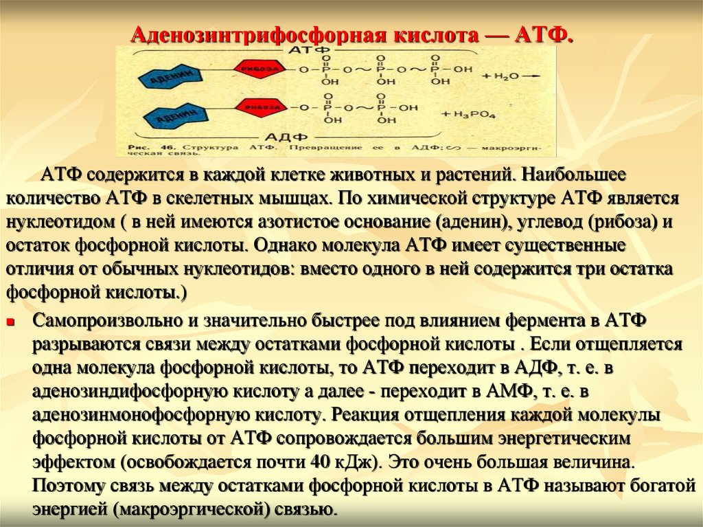 Аденозинтрифосфорная кислота — АТФ.
