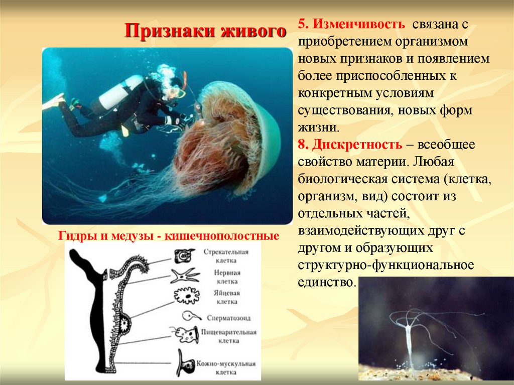 Признаки живого