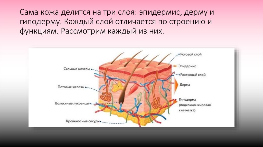 Сама кожа делится на три слоя: эпидермис, дерму и гиподерму. Каждый слой отличается по строению и функциям. Рассмотрим каждый